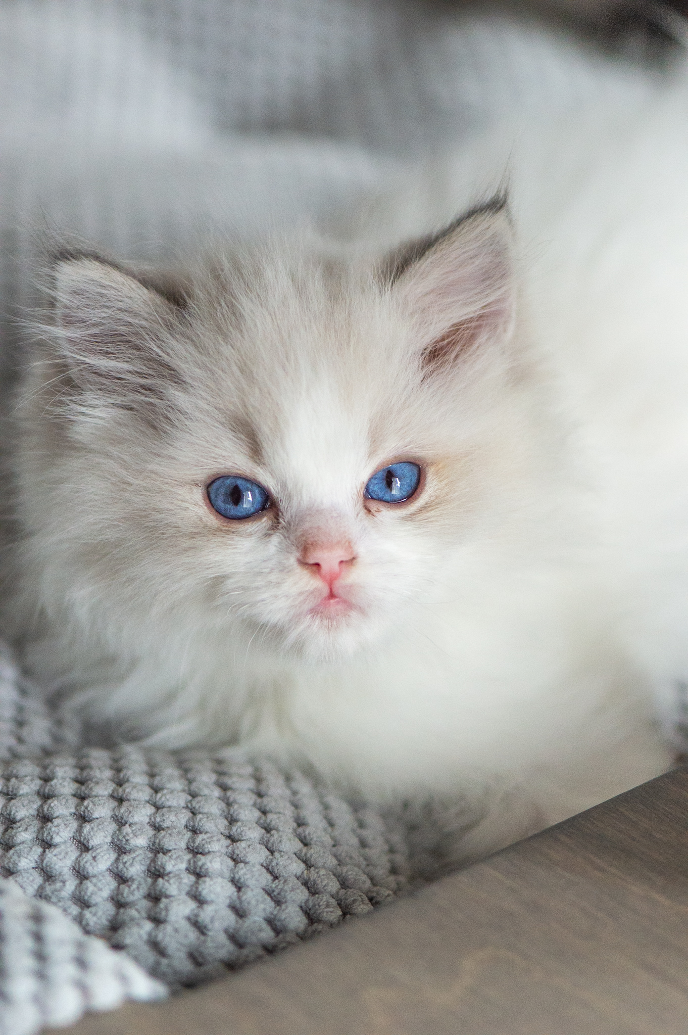 ADONIS — kocię Ragdoll, hodowla Królewski Szafir*PL