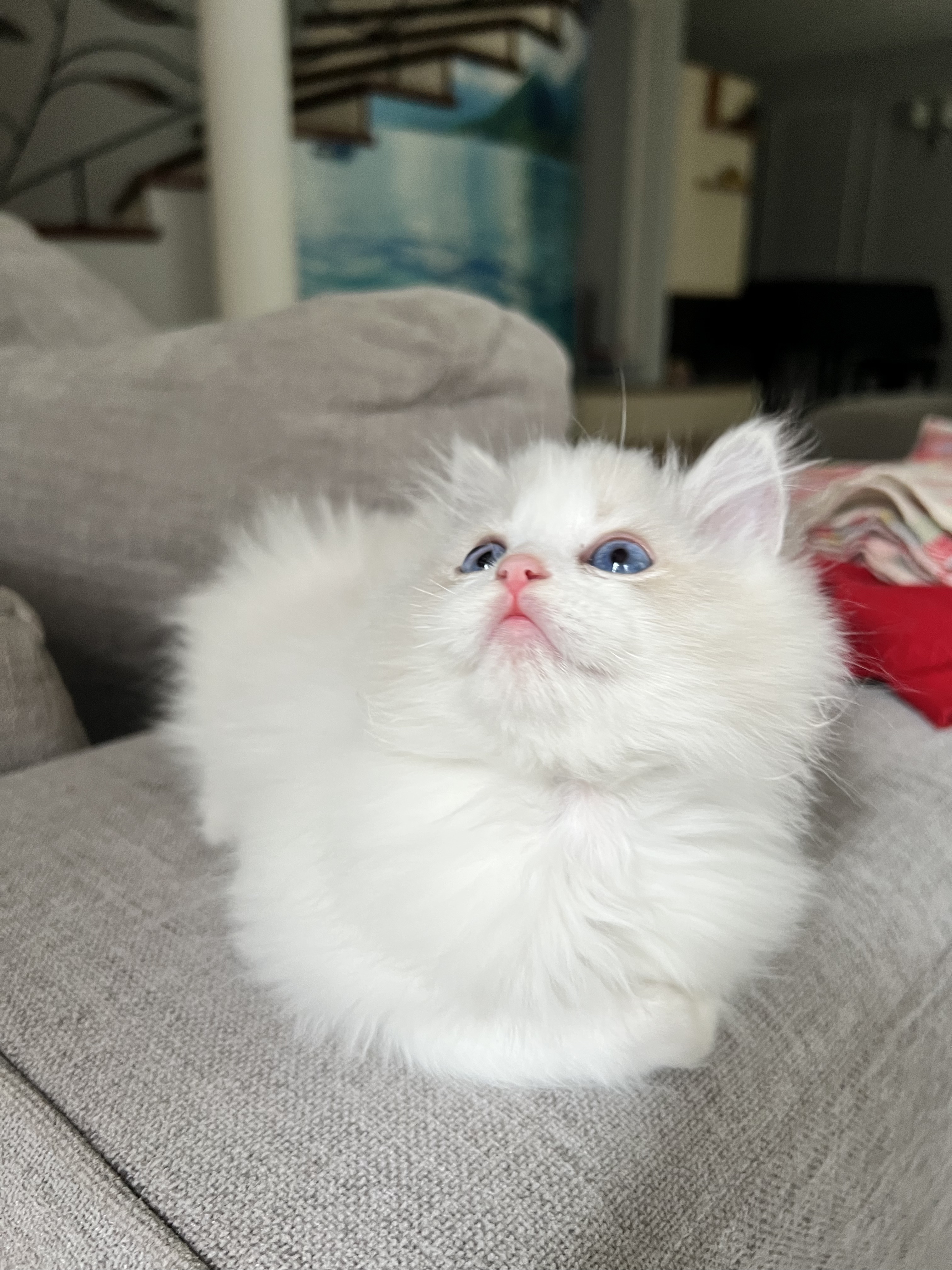ADONIS zdjęcie 3