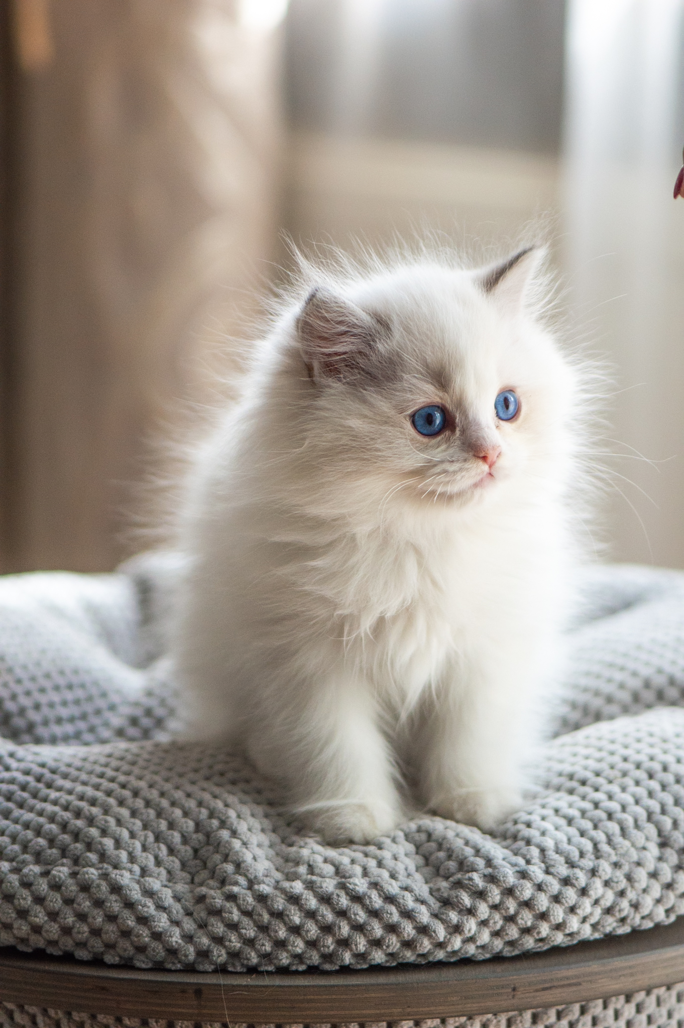 ARANTES — kocię Ragdoll, hodowla Królewski Szafir*PL