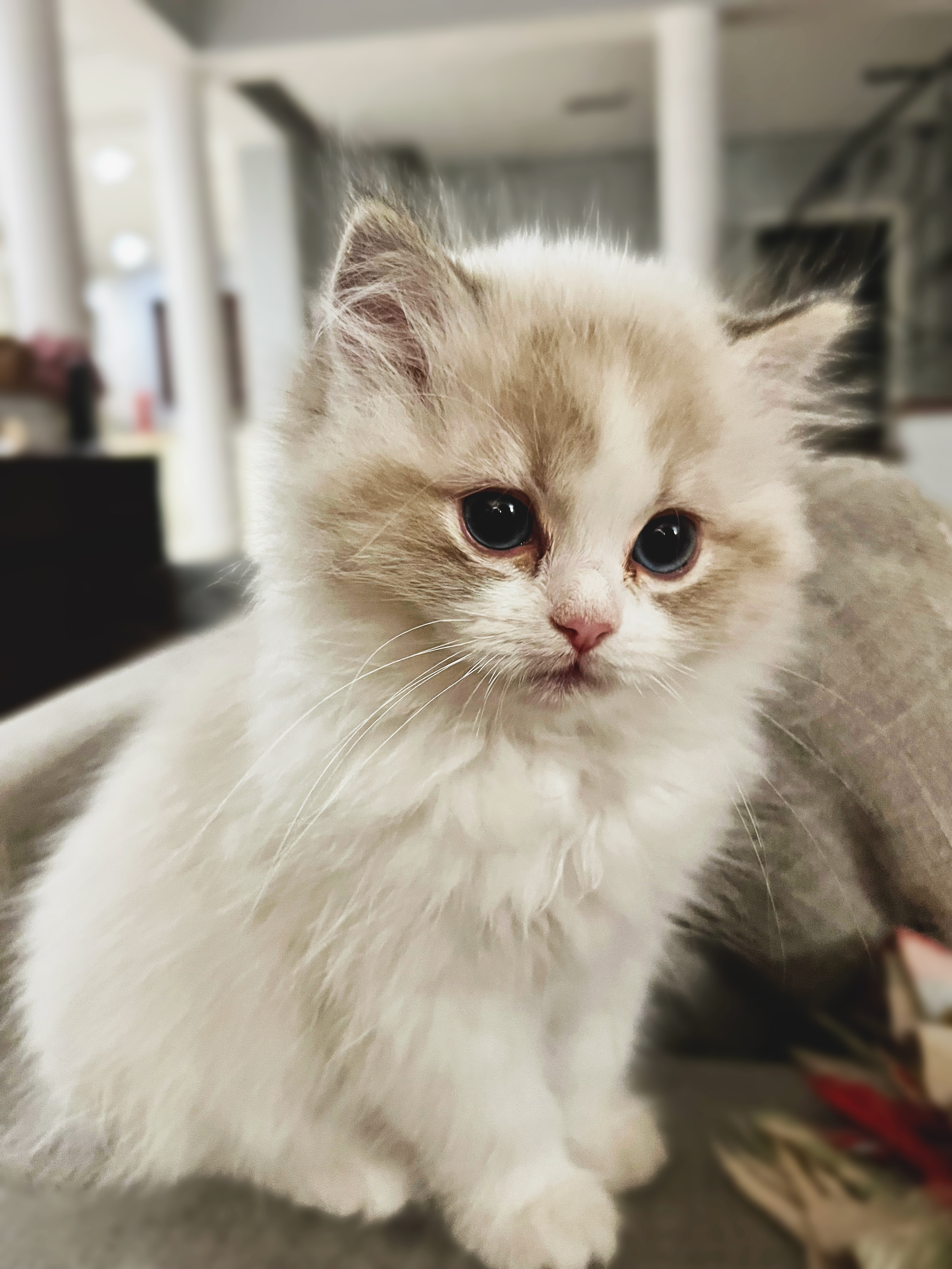 AURORA — kocię Ragdoll, hodowla Królewski Szafir*PL