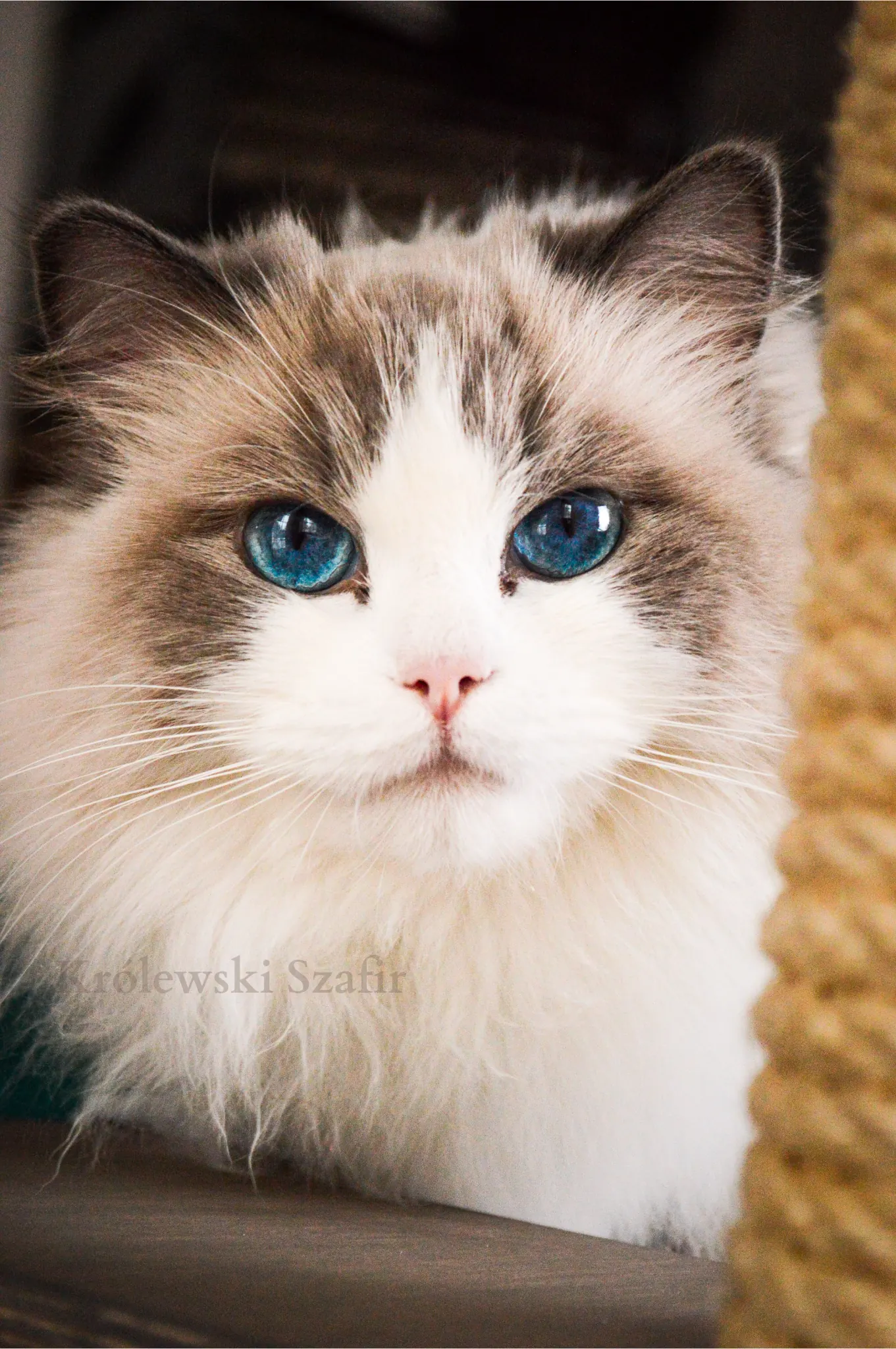 Soyra - portret Ragdoll