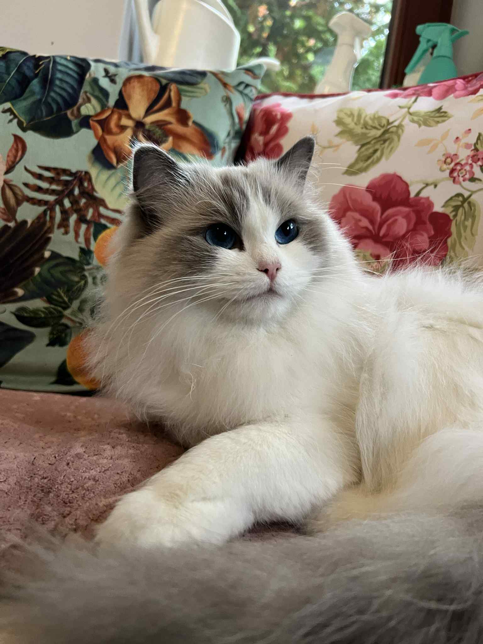 Soyra Royal Look*PL — matka miotu A, hodowla Królewski Szafir*PL